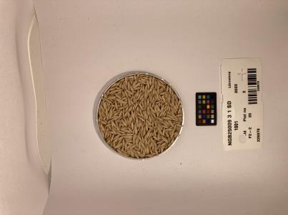 Click for 1 image(s) for this accession. SEED